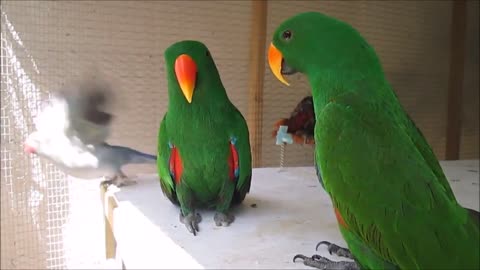 MUST SEE - Funny BIRDS & PARROTS Talking and Singing