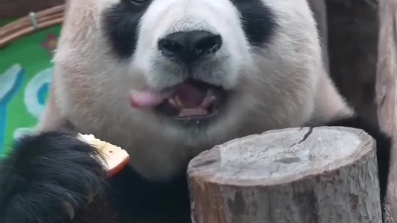 Panda bear enjoying a slice of yummy apple