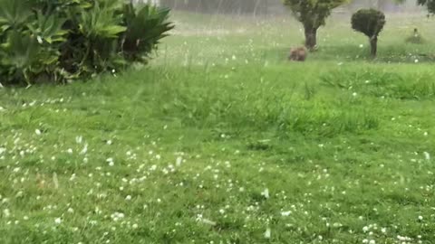 Bulldog Chases Hailstones Like Balls Falling From the Sky