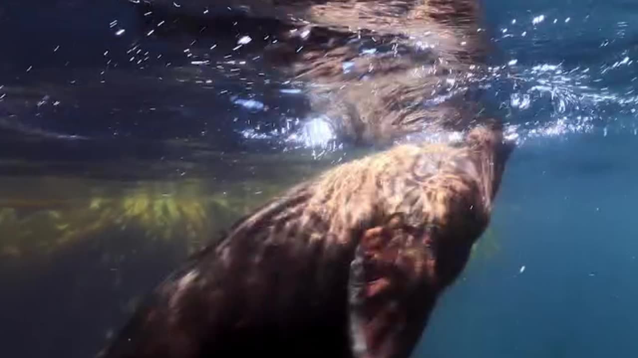 lots of baby sea lions together