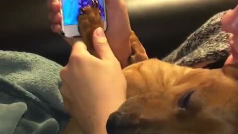 Girl has dogs fingerprint set on her iphone