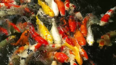 Multi colored Koi fish eating in the pond