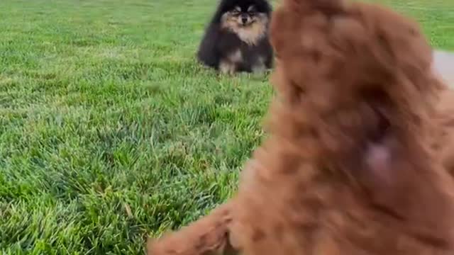 Cute puppies playing in the garden 🐶 funny puppy videos ❤ funny animals