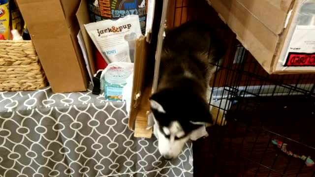 Husky Escapes