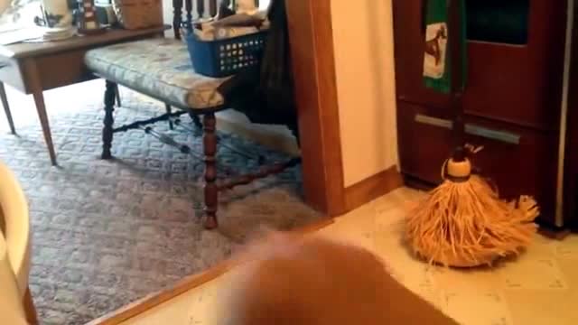 dog | funny dogs | pranks dog