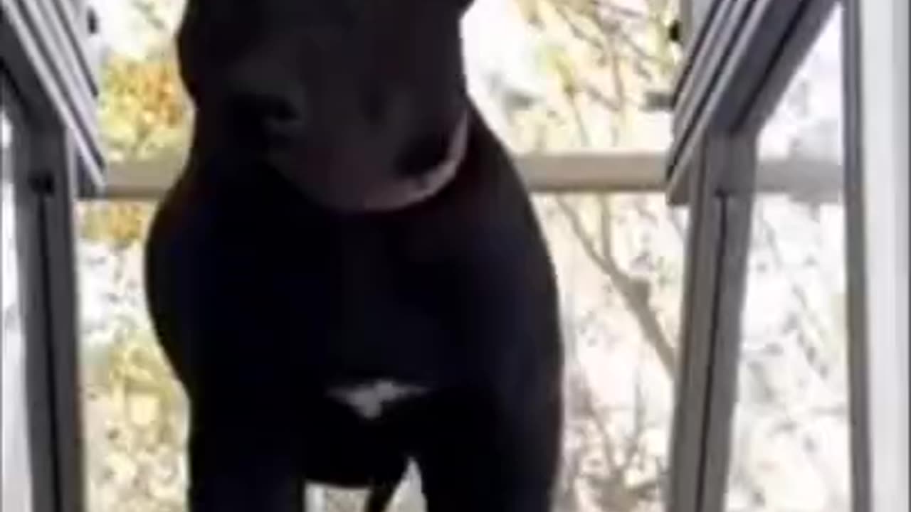 Funny_black_Dog