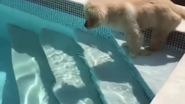 Puppy, jumping and swimming from fearful to brave, very good.