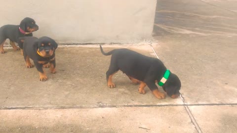 rottweiler Puppies