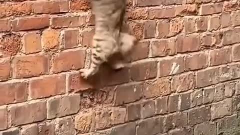 #cat# jumping real amazing New video