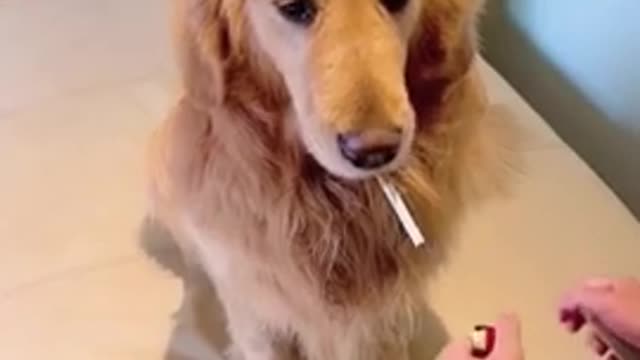 Funny dog's very funny video