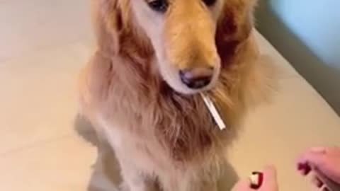 Funny dog's very funny video