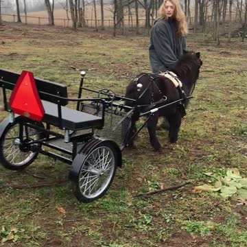 Mini Horse Licorice Learning to Pull a Cart 12.2021