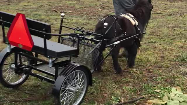 Mini Horse Licorice Learning to Pull a Cart 12.2021