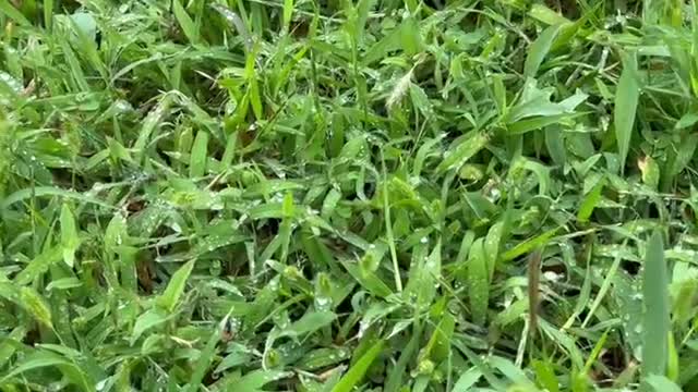 A meadow where it had just rained