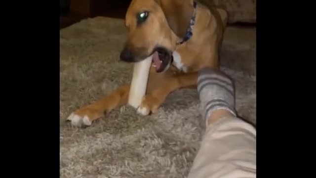 Cute Animals being funny AF (Try not to laugh)