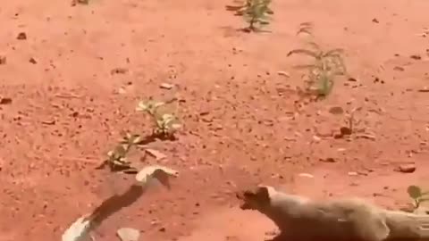 Snake fight