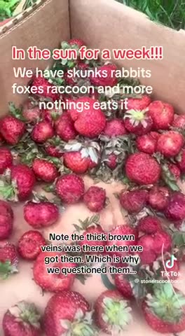 Watch out for the Bill Gates Strawberries