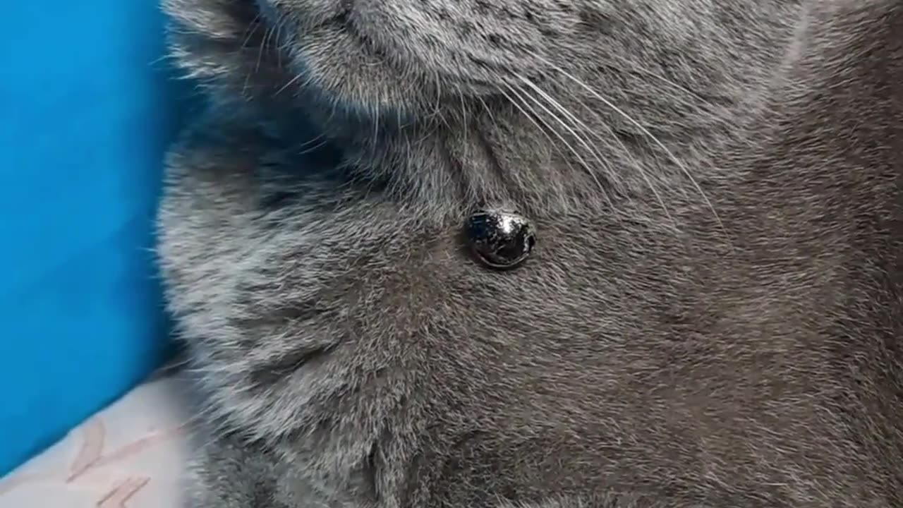 Funny video