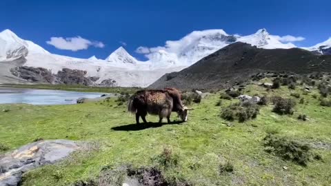 Snow mountain play