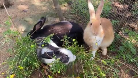 "Delight in the Cuteness: Three Adorable Rabbits Enjoying a Meal in 2023"