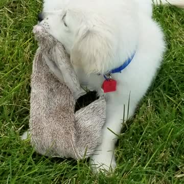 The puppy Jackson loves squeakers!