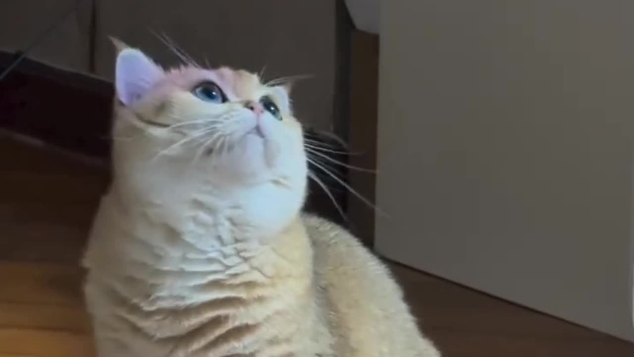 Cute cat videos