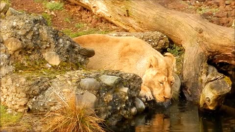 lion drinking water