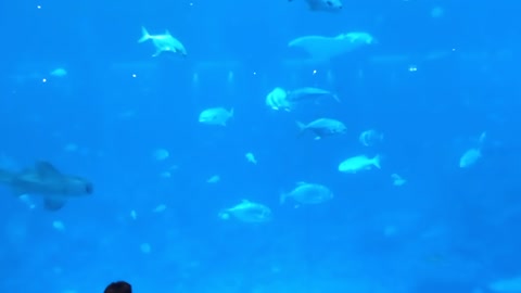 Grandma goes MBS Aquarium VID 20220222 161643