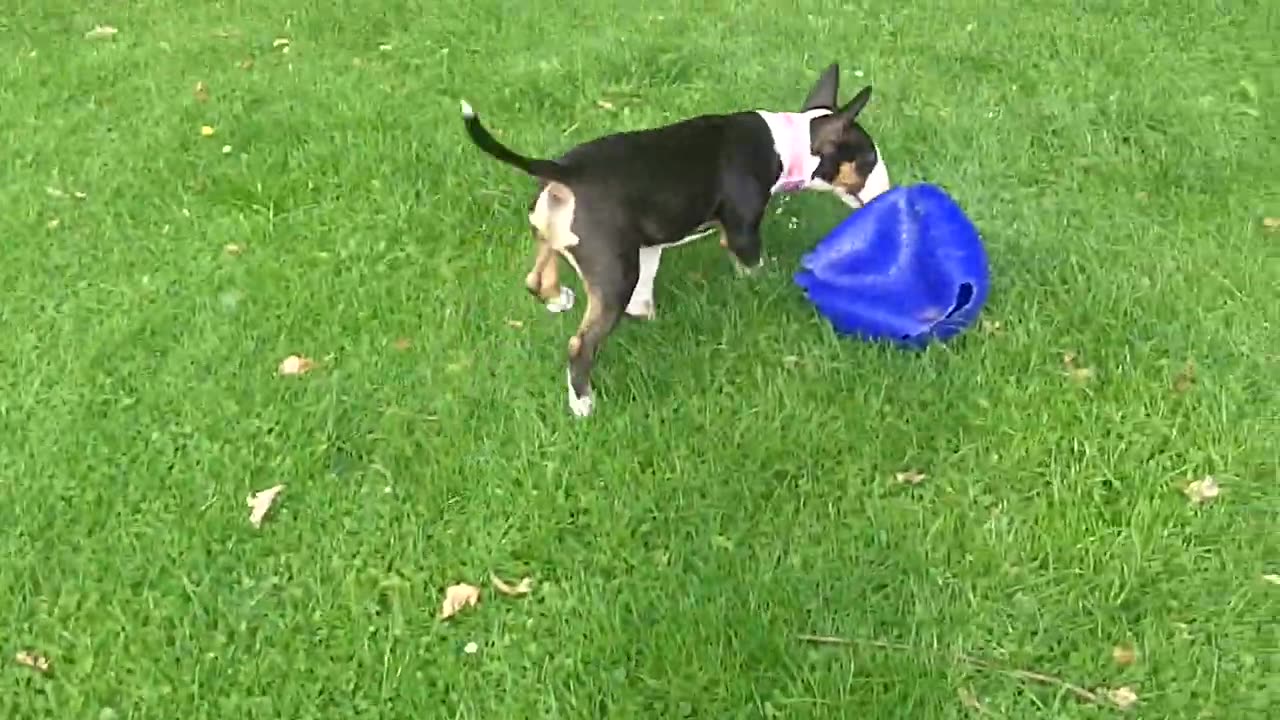 English Bull Terrier puppy dog Darcy.