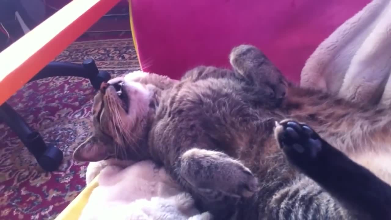 Annoyed Cat Dreams About Food But Owner Hilariously Disturbs The Cat's Dream