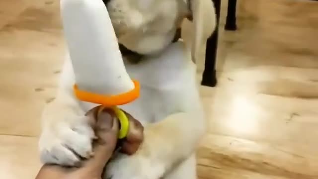 Nice dog 🐶 who loves eat the ice 🍦