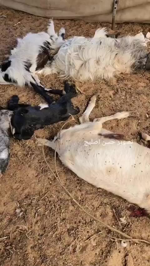 Jews Kill Everything in Their Path. Sparing Nothing.