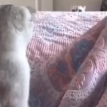 0.Cute Cats😻😻😸😺😺#shorts #funnycats #animalsshorts