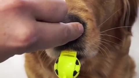 Dog funny video