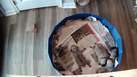 Puppy Cam (8/19 Night)