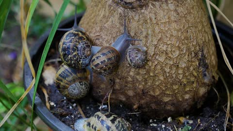 To separate the small snail to his mom .