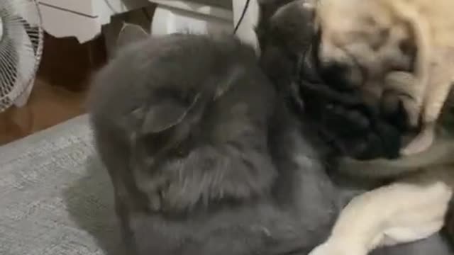 Two dogs and cats bite each other