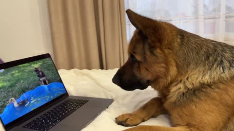 Shepherd Watching Himself