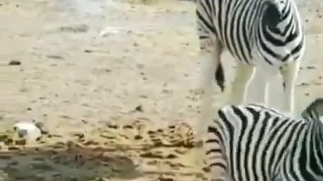 A male zebra is attempting to suffocate a little foal .