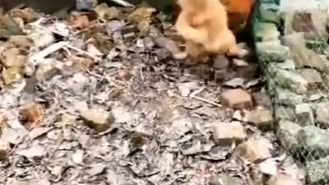 Dog And Hang | Chicken VS Dog Fight #ShortVideo