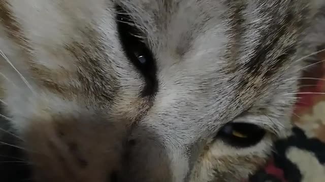 The cat is ready for bed