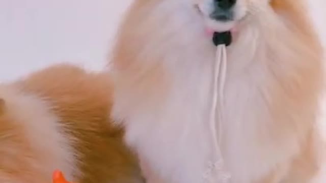 Cute and Funny Dog Videos Compilation 2021