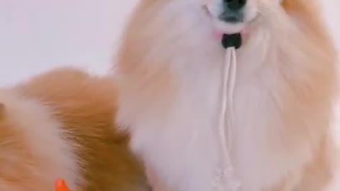 Cute and Funny Dog Videos Compilation 2021