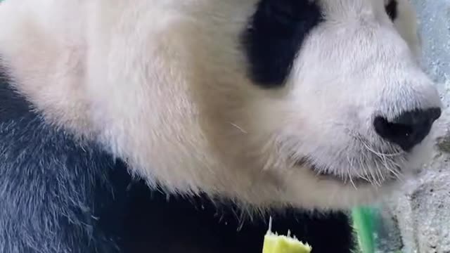 The happiest thing every day is eating bamboo