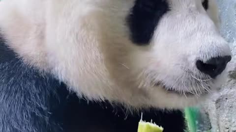 The happiest thing every day is eating bamboo