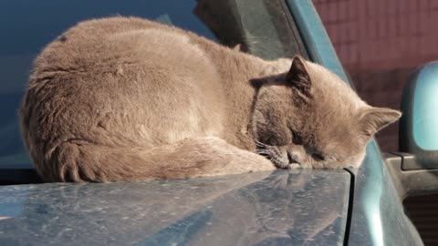 Cute cat sleeping...Rumble / Funny