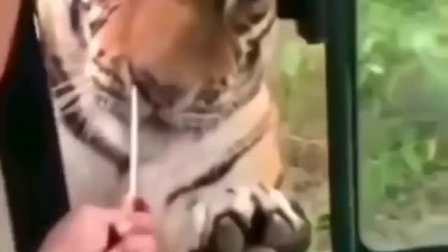 Cute animal behavior makes you happy