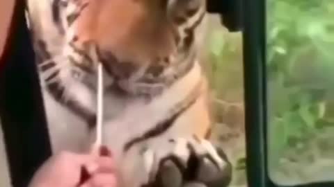 Cute animal behavior makes you happy