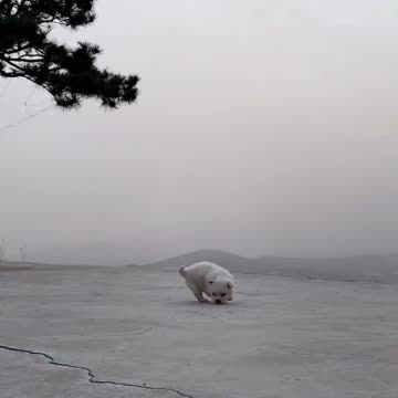 Little friend who is always come together