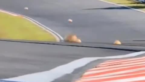 Funny cat videos